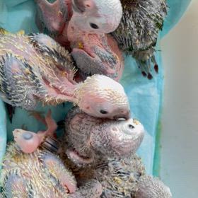 ヒナちゃん、予約承ります。の画像