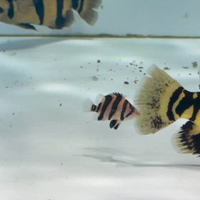 超極太センターバンド！シャムタイガーバンドのご紹介！の画像