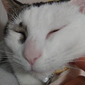 ねーこだ！の画像