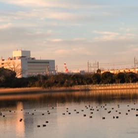 冬鳥の群れと京葉線と朝焼けの画像