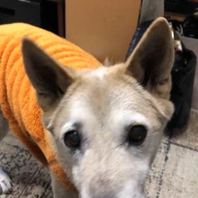 ちゅるちゅる犬　修行ちう(^O^)の画像