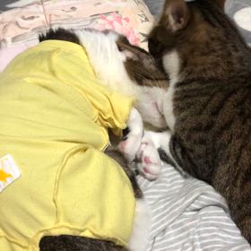 あれからのにゃんず。LINEをしてないお友達とは…問題はこれか？の画像