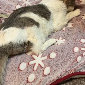 フクちゃん日記52の画像