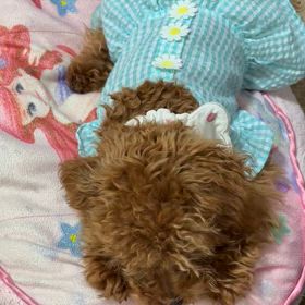 オッパ飲んでるきでいる。の画像