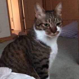 あー今家にいます…言葉の壁にスルーして。お決まりのシャーの画像