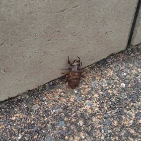 蝉はいずこに…の画像