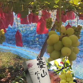 シャインマスカット狩　シャトー勝沼の画像