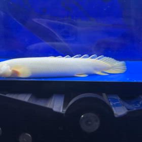 超激レア！MAX級サイズ プラチナパルマス！！販売魚！の画像