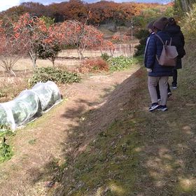 柿がいっぱいだあの画像