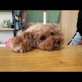 チロル❣️命日の画像