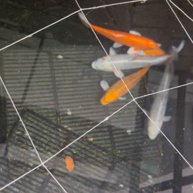 早く雨降って！の画像