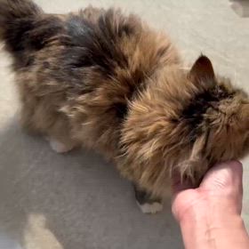 ”【拡散希望】！！探している猫ではありませんか？”の画像