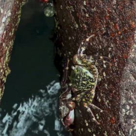 細かい動きがおもしろいの画像