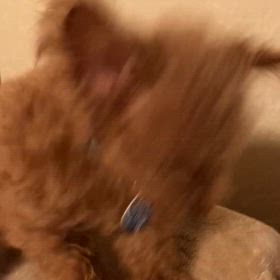 大興奮！の画像