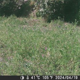 すぎぴたんの事件簿シーズン3　485話（キジ、キジ、カラス）の画像