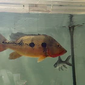 真っ赤な炎！キクラフォーゴ ご成約頂きました！！の画像