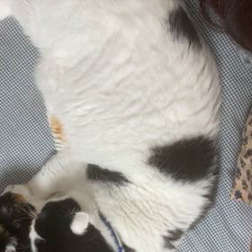 季節柄ねこの毛にまみれて寝るの画像