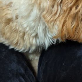 遊び相手の画像