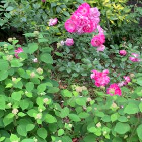 元町　アメリカ山公園の薔薇の画像