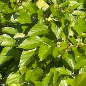 南国にいるのか⁈の画像