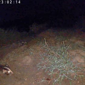 すぎぴたんの事件簿シーズン3　609話（ハクビシンは雑食）の画像