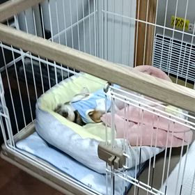 わんちゃん　琴未ちゃんの動画の画像
