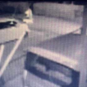 奥さんが放して散歩。自由にさせてるの画像