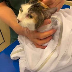 【ユリちゃん⚠️4日目。診察へ。】の画像