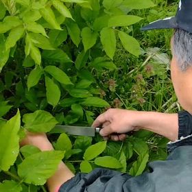 ホリデー無添加料理教室で作った山菜×魚介類料理の画像