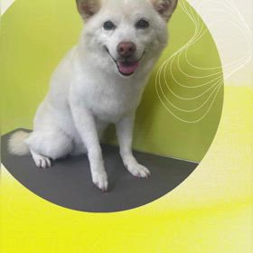 DOGXDOG  こなちゃんの画像