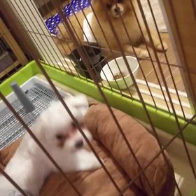 2024年7月21日日曜日の画像