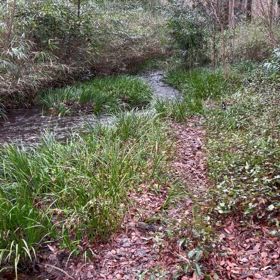 今日の散歩　八朔買いにの画像