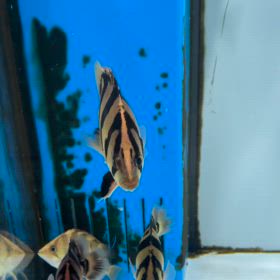 新着輸入魚 完品シャムタイガー！！の画像