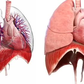 最大腹式呼吸の画像