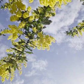 山奈食堂の画像