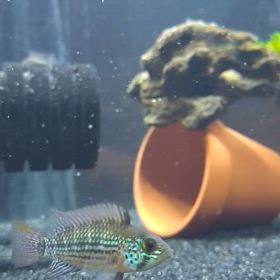 タピチェ♂動画の画像