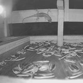 すぎぴたんの事件簿シーズン3　499話（レストランひまわり警備：ヤモリ）の画像