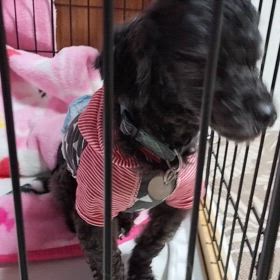 待ちきれませんの画像