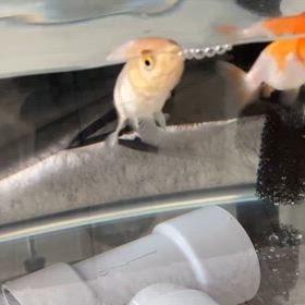 ピアノコンクールの画像