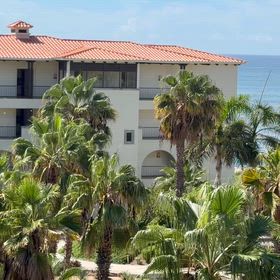 タダで7泊8日、3度目のロスカボスへ⑧ビックリするくらいたくさんの蝶々の画像