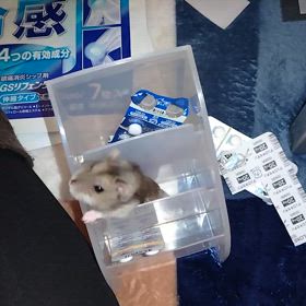 嗤うしかの画像