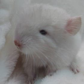 チンチラの赤ちゃん❤の画像