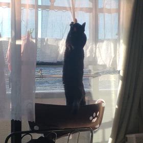 かまってちゃんの画像