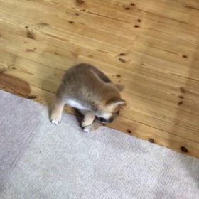 しっぽに夢中な日々！の画像