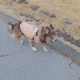 お散歩動画upできるかな？の画像