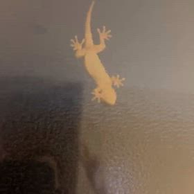 ルーレット‼️の画像