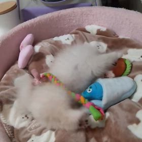 ドキドキハラハラが止まらないの画像