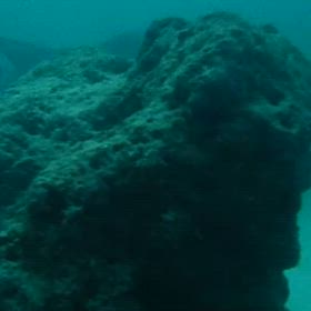 人食いザメとの出会いの画像