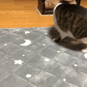 えー誰？デールちゃんだよねー。そうだにゃ…それが何か？の画像