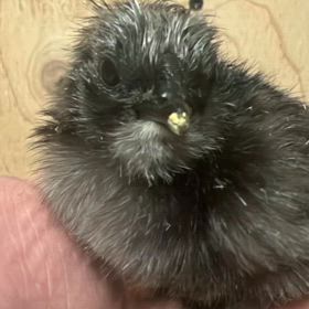 25/2/2 黒烏骨鶏(ヒヨコ)の画像